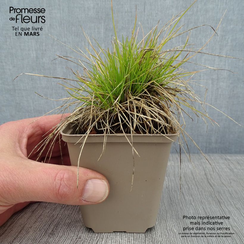 Exemplar von Fetuque, Festuca glauca Golden Toupee Godet de 9cm wie im Winter geliefert