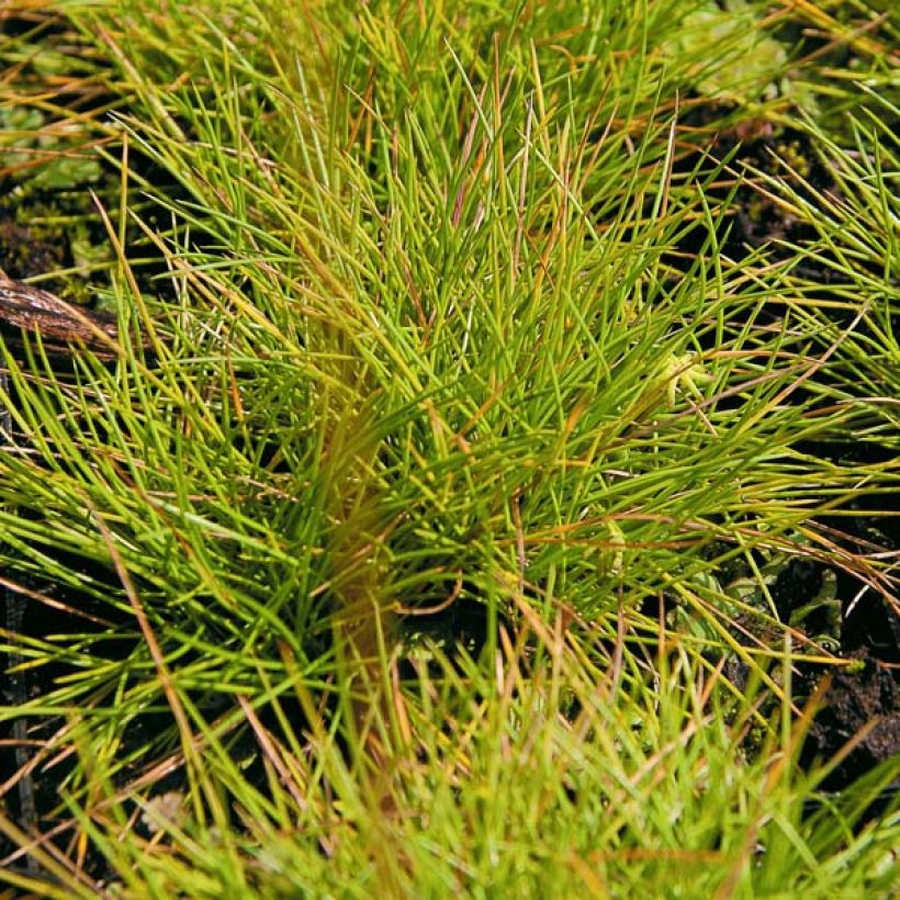 Blau-Schwingel Golden Toupee - Festuca glauca (Laub)