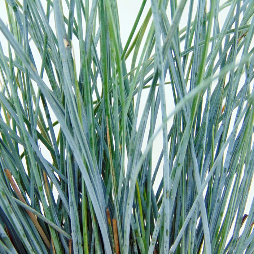 Blau-Schwingel Elijah Blue - Festuca glauca (Laub)