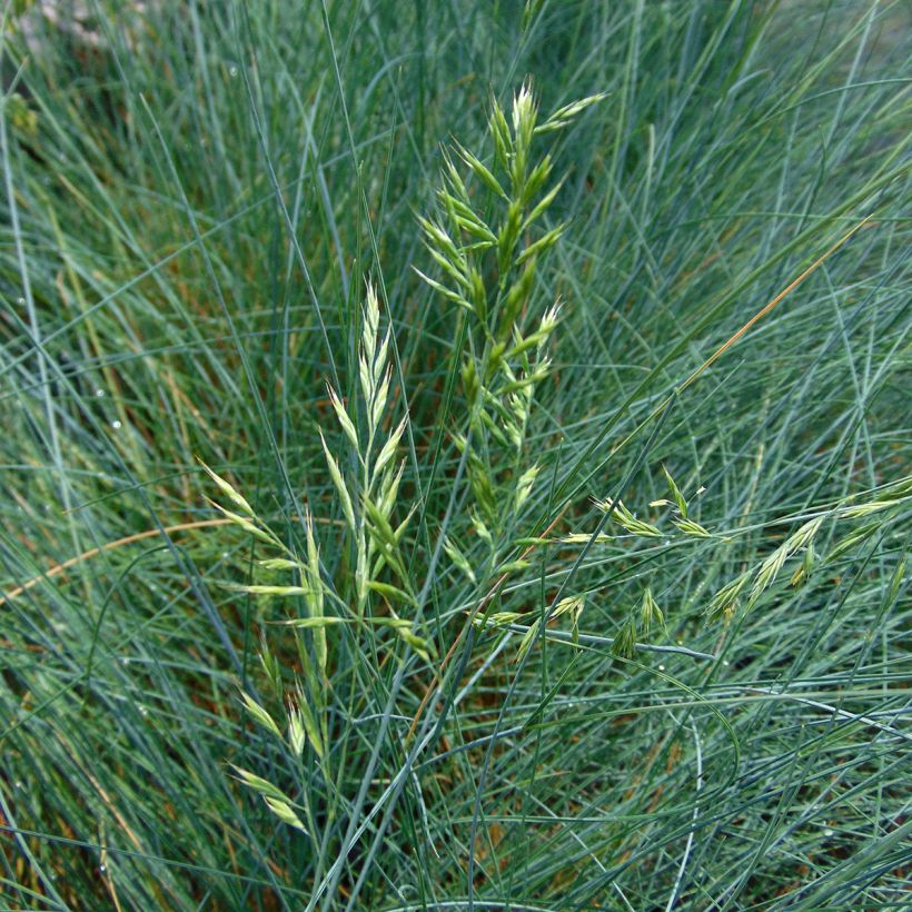 Schaf-Schwingel var. glauca - Festuca ovina (Blüte)