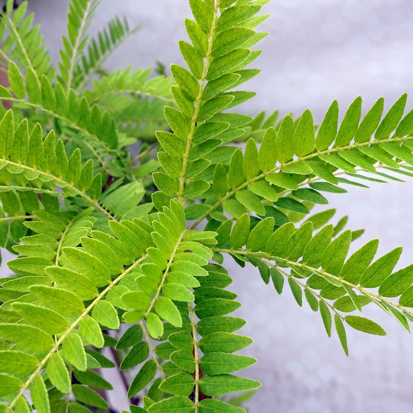 Gleditsia triacanthos f.inermis Sunburst - Gleditschie (Laub)