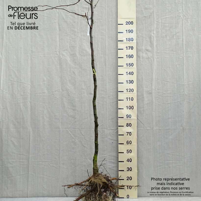 Exemplar von Gleditsia triacanthos f.inermis Sunburst - Gleditschie wie im Winter geliefert