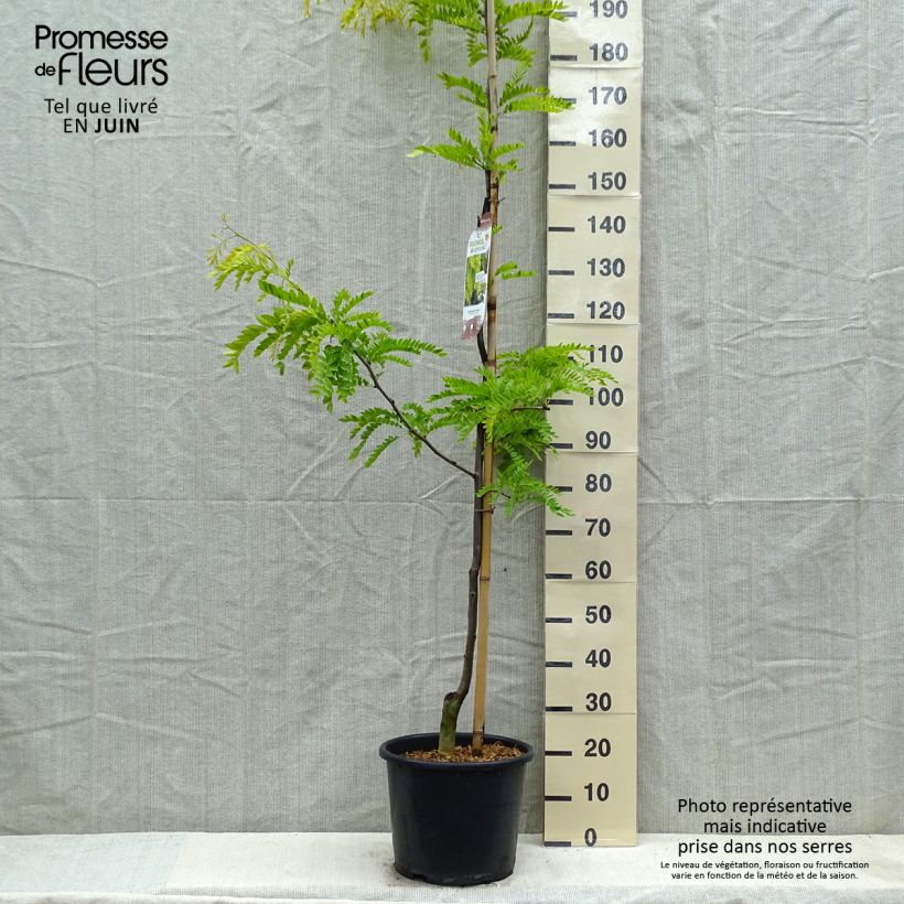 Exemplar von Gleditsia triacanthos f.inermis Sunburst - Gleditschie Topf mit 12L/15LGelieferte Höhe ca. 150/200cm wie im Frühjahr geliefert