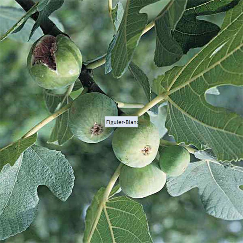 Feige Blanquette - Ficus carica (Ernte)