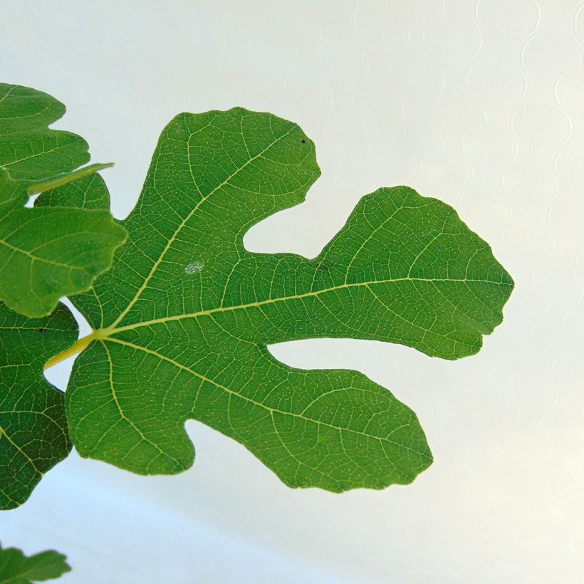 Feige Brown Turkey - Ficus carica (Laub)