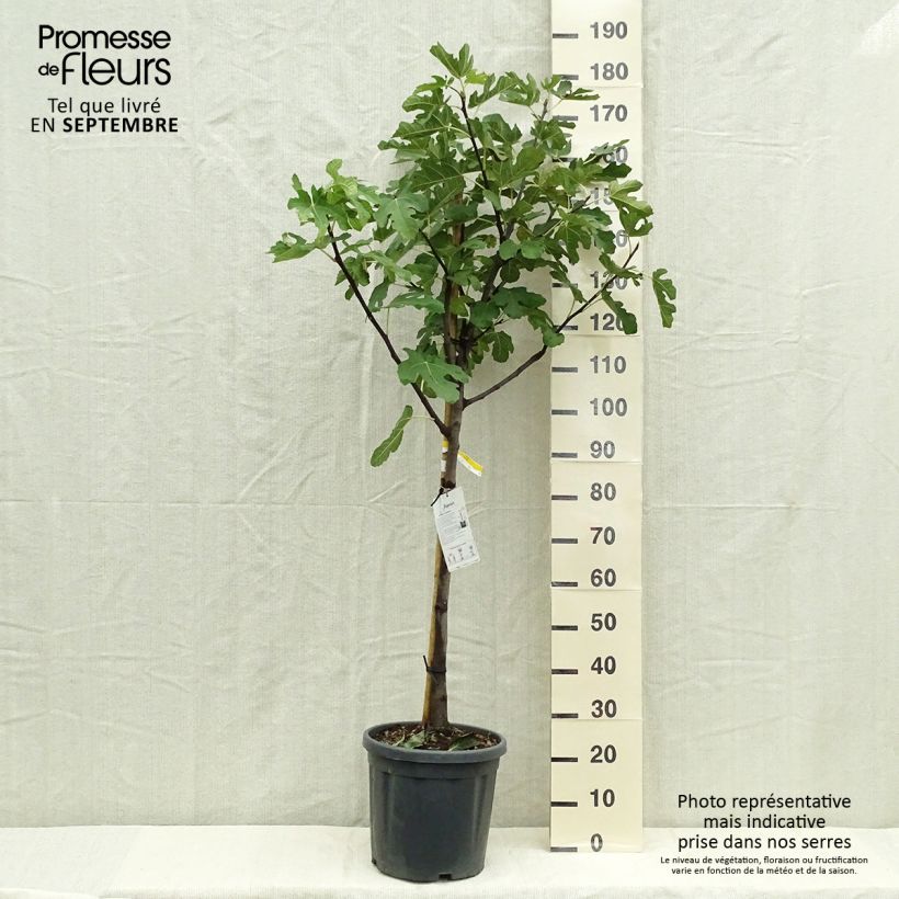 Exemplar von Figuier - Ficus carica De Marseille Pot de 18L/20L Demi tige wie im Herbst geliefert