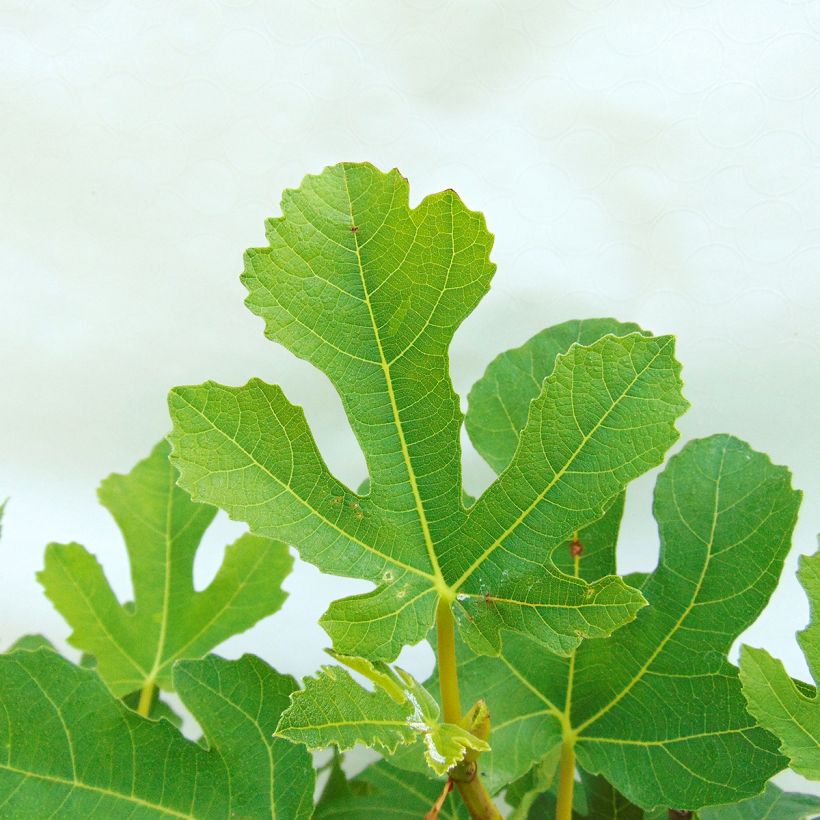 Feige Goutte d'Or - Ficus carica (Laub)