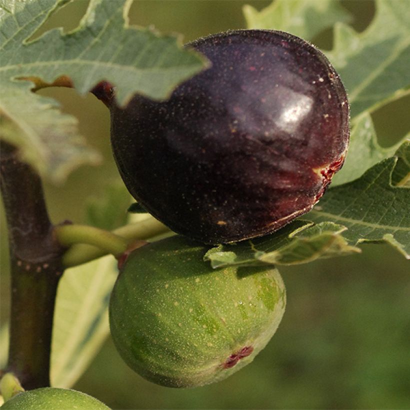 Feige Ice crystal - Ficus carica (Ernte)