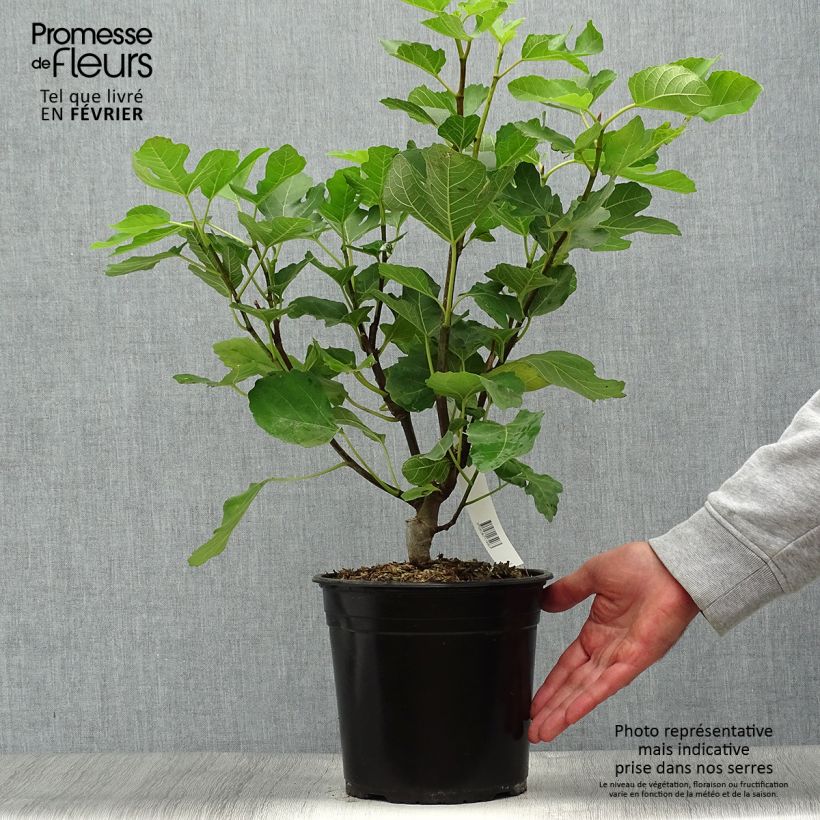 Exemplar von Figuier Jannot - Ficus carica en pot de 4L/5L wie im Herbst geliefert