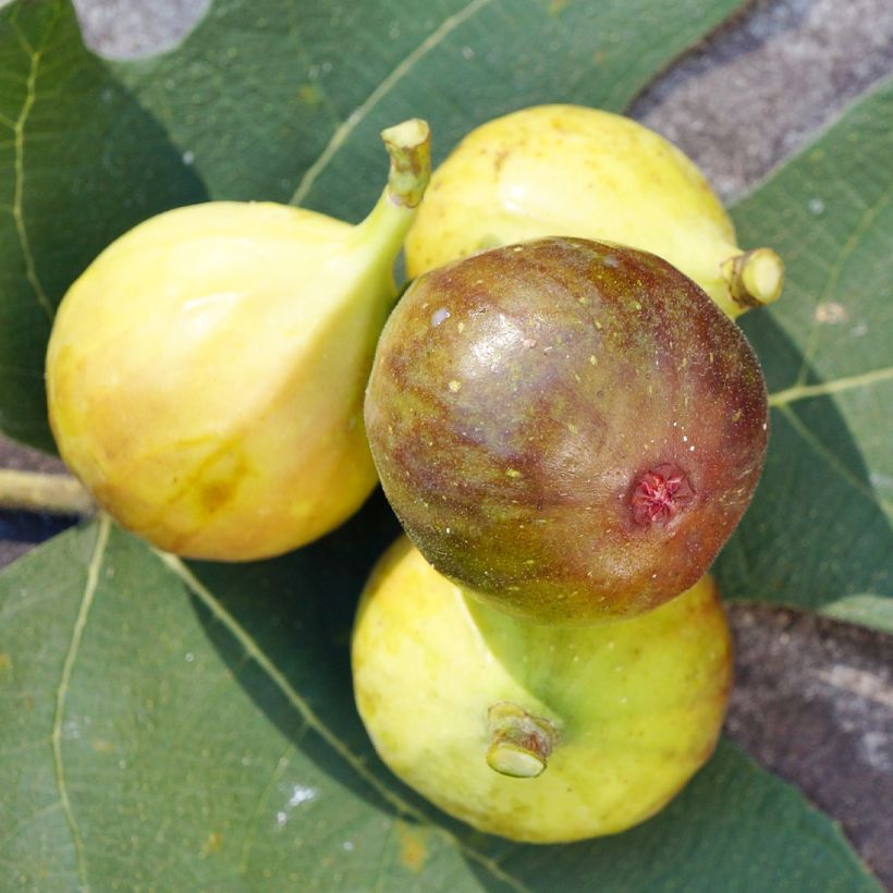 Feige Madeleine des Deux saisons - Ficus carica (Blüte)