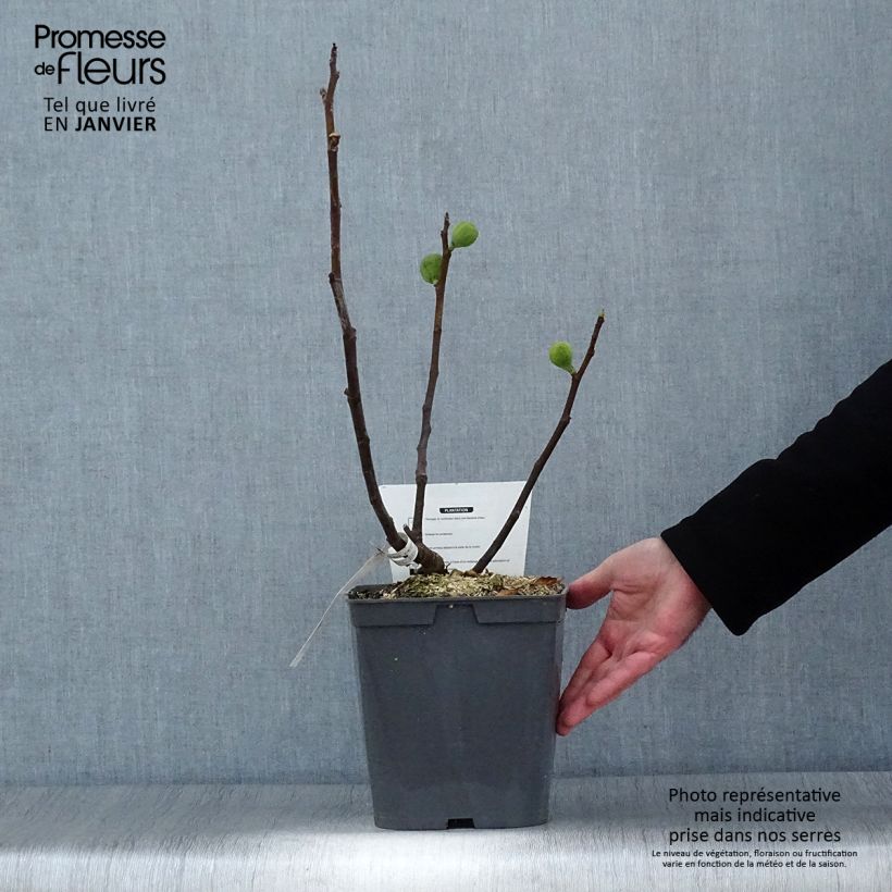 Exemplar von Figuier Marseillaise - Ficus carica en pot de 4l/5l wie im Winter geliefert