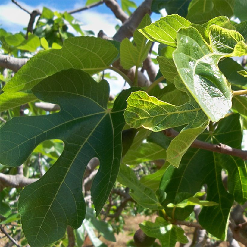 Feige Noire de Caromb - Ficus carica (Laub)