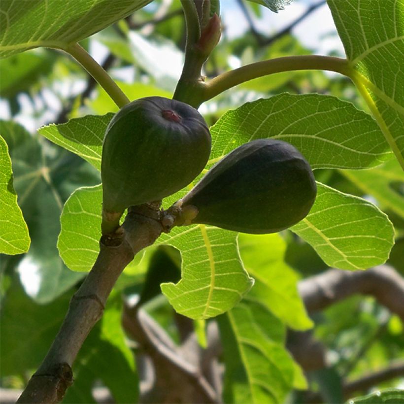 Feige Noire de Caromb - Ficus carica (Ernte)