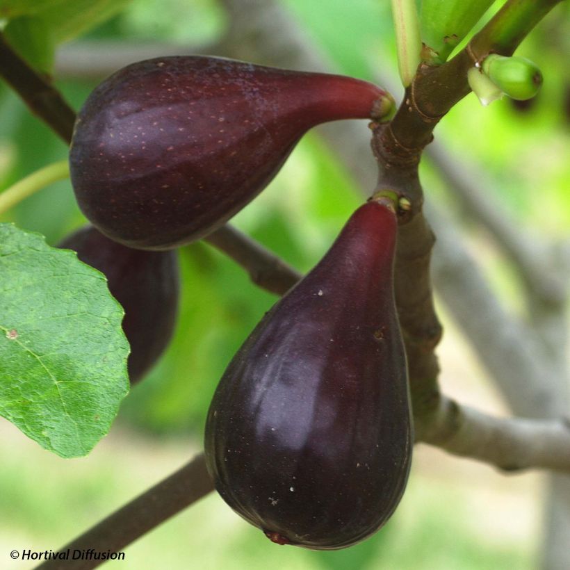 Feige Noire de Caromb Bio - Ficus carica (Ernte)