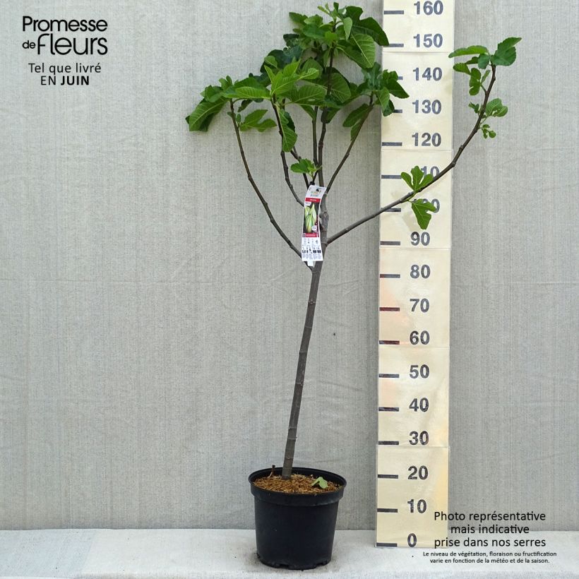 Exemplar von Feige Panachée - Ficus carica Topf mit 7,5L/10L, Gobelet-FormGelieferte Höhe ca. 125/150cm wie im Frühjahr geliefert