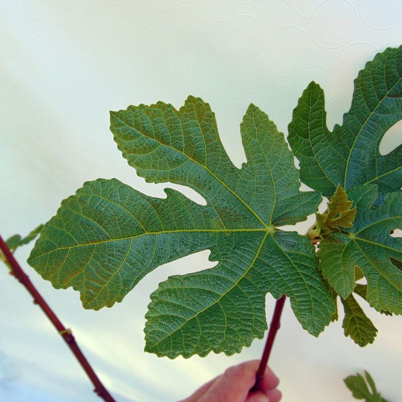 Feige Panachée - Ficus carica (Laub)