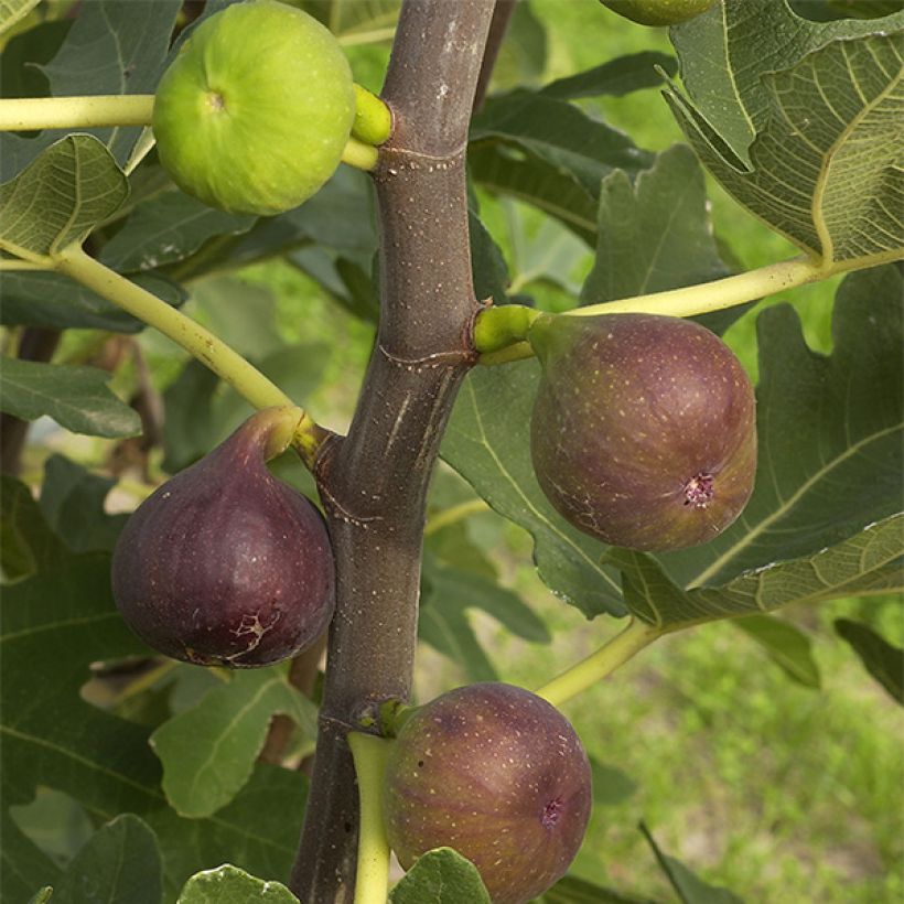 Feige Rouge de Bordeaux - Ficus carica (Ernte)