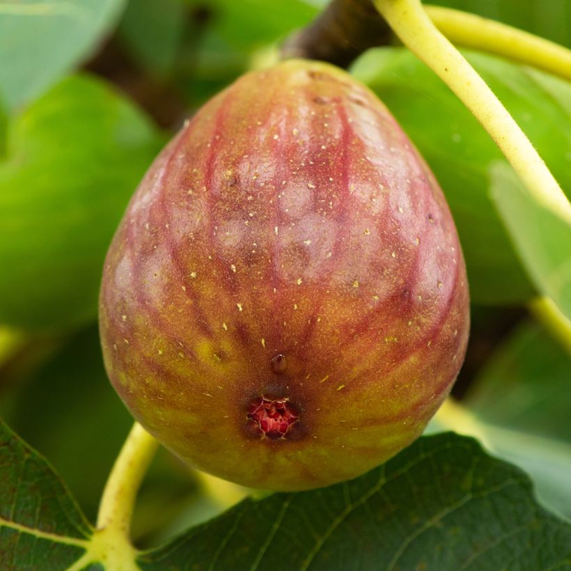 Feige Terza - Ficus carica (Ernte)