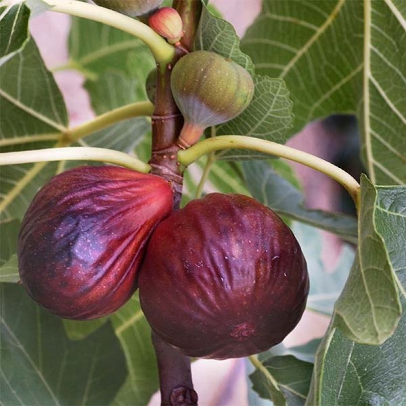 Feige Violette Dauphine Bio - Ficus carica (Ernte)