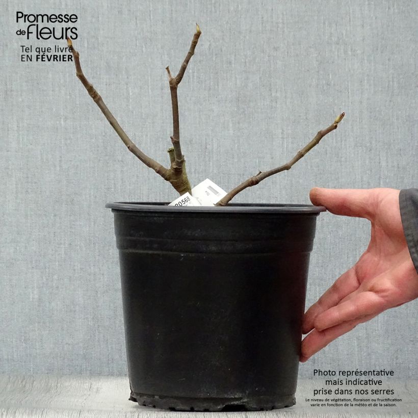 Exemplar von Figuier précoce de Dalmatie - Ficus carica en pot de 4L/5L wie im Winter geliefert