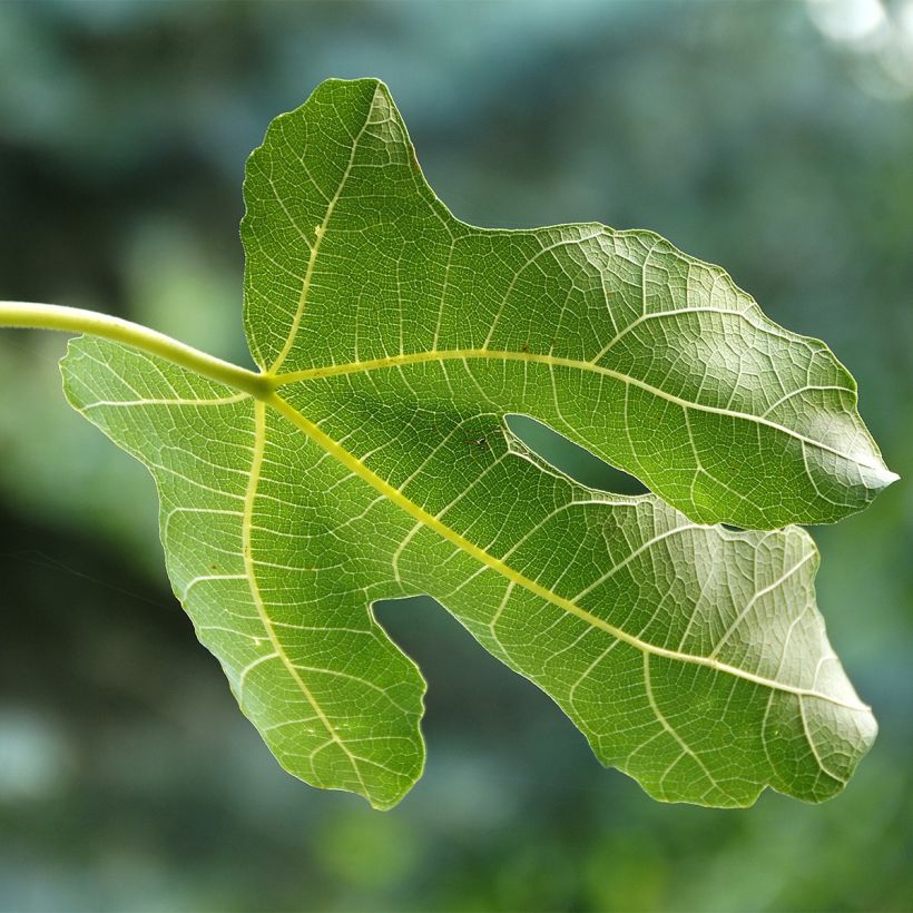 Feige Violette Dauphine (Stengel) - Ficus carica (Laub)