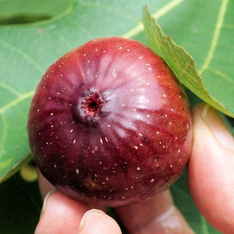 Feige Violette Dauphine (Stengel) - Ficus carica (Ernte)