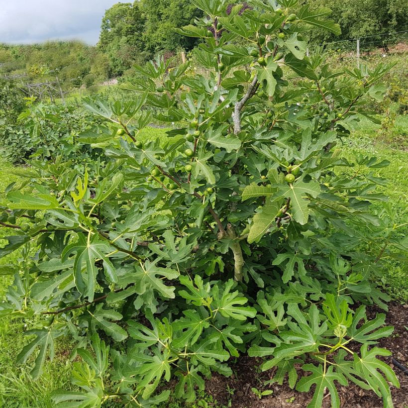 Feige Violette Dauphine (Stengel) - Ficus carica (Hafen)