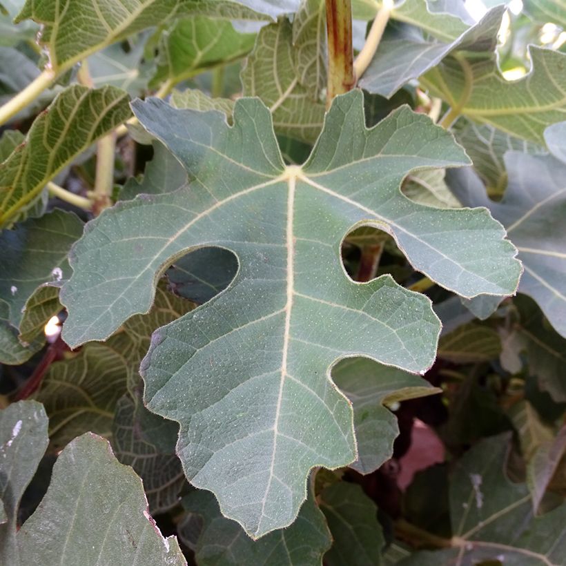 Feige Violette Dauphine - Ficus carica (Laub)