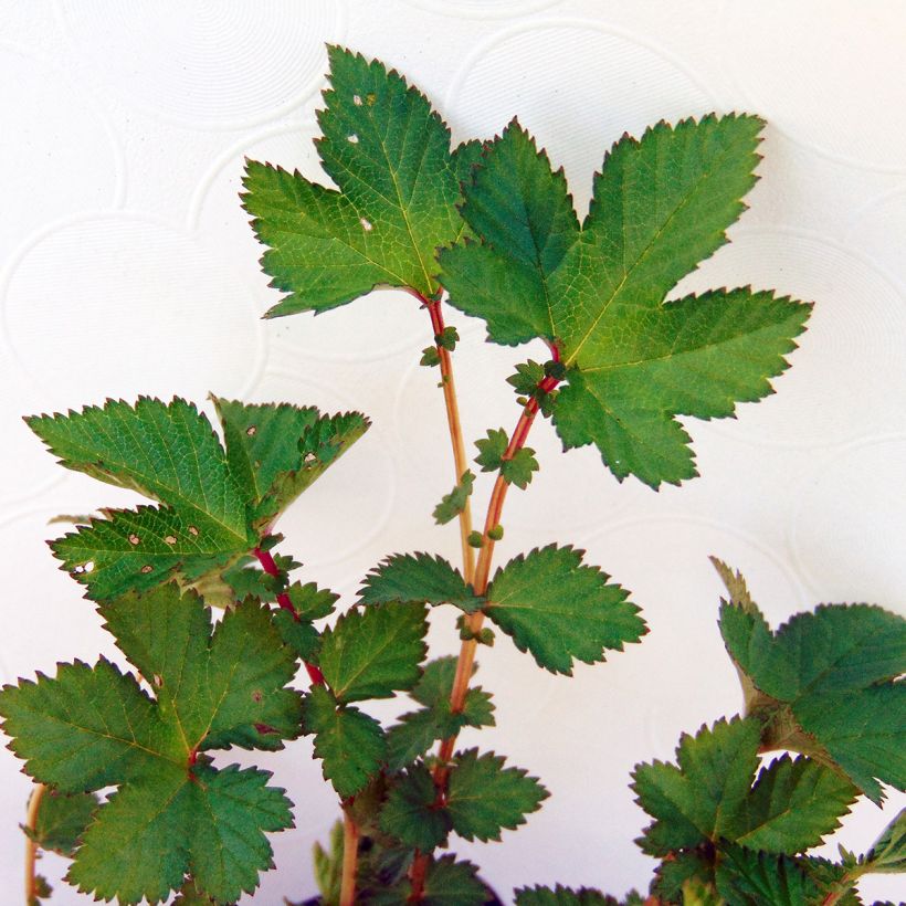 Mädesüß Kahome - Filipendula (Laub)