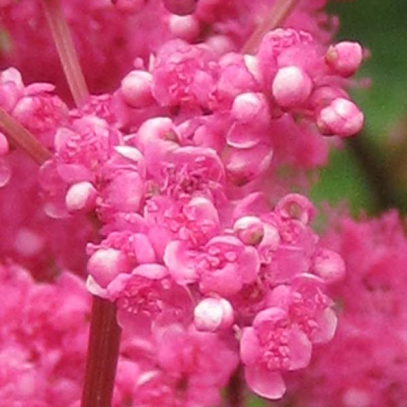 Rotblühendes Mädesüß - Filipendula purpurea (Blüte)