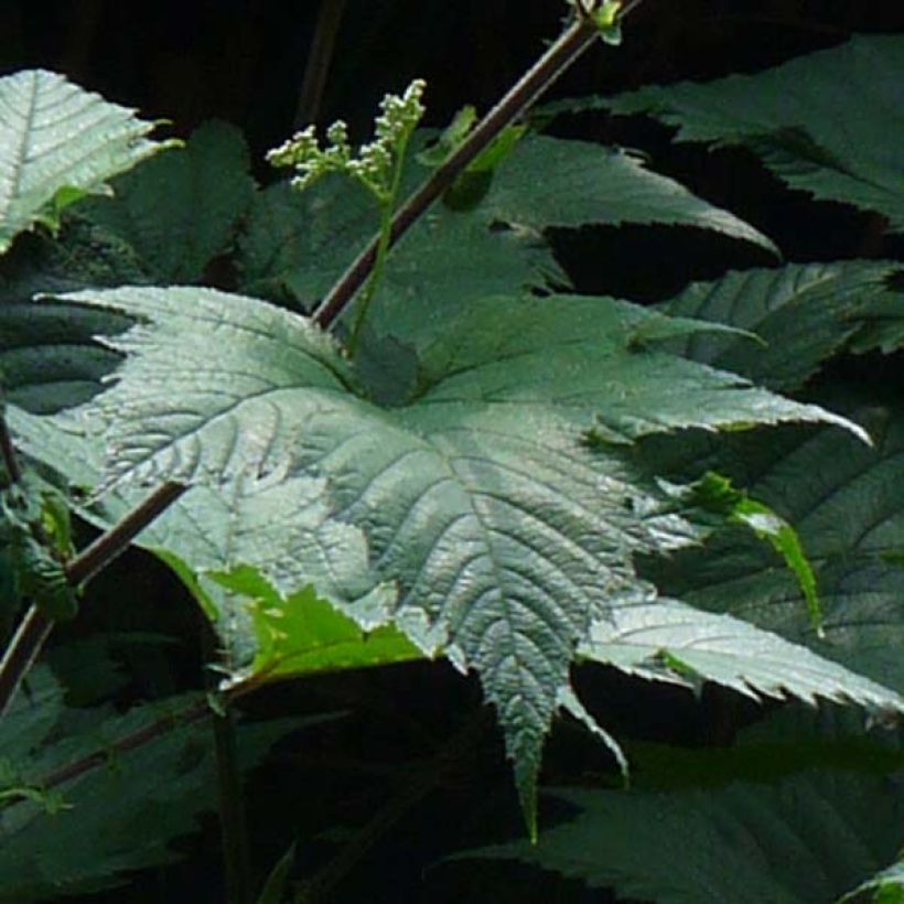 Kamtschatka-Mädesüß - Filipendula camtschatica (Laub)