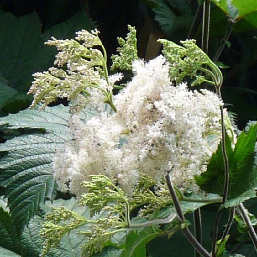 Kamtschatka-Mädesüß - Filipendula camtschatica (Blüte)