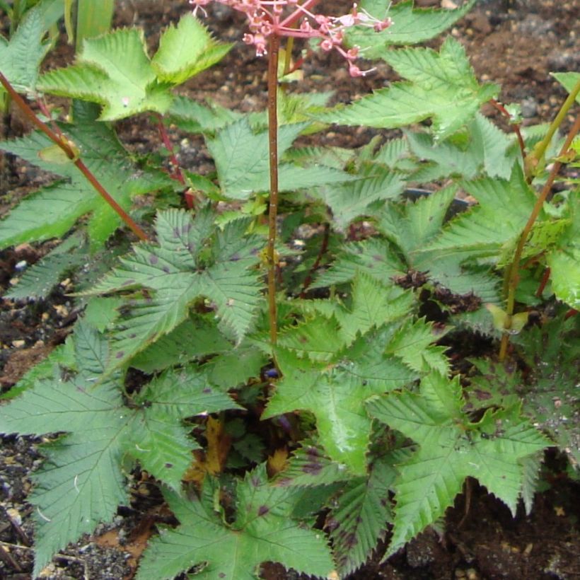 Mädesüß - Filipendula multijuga (Laub)