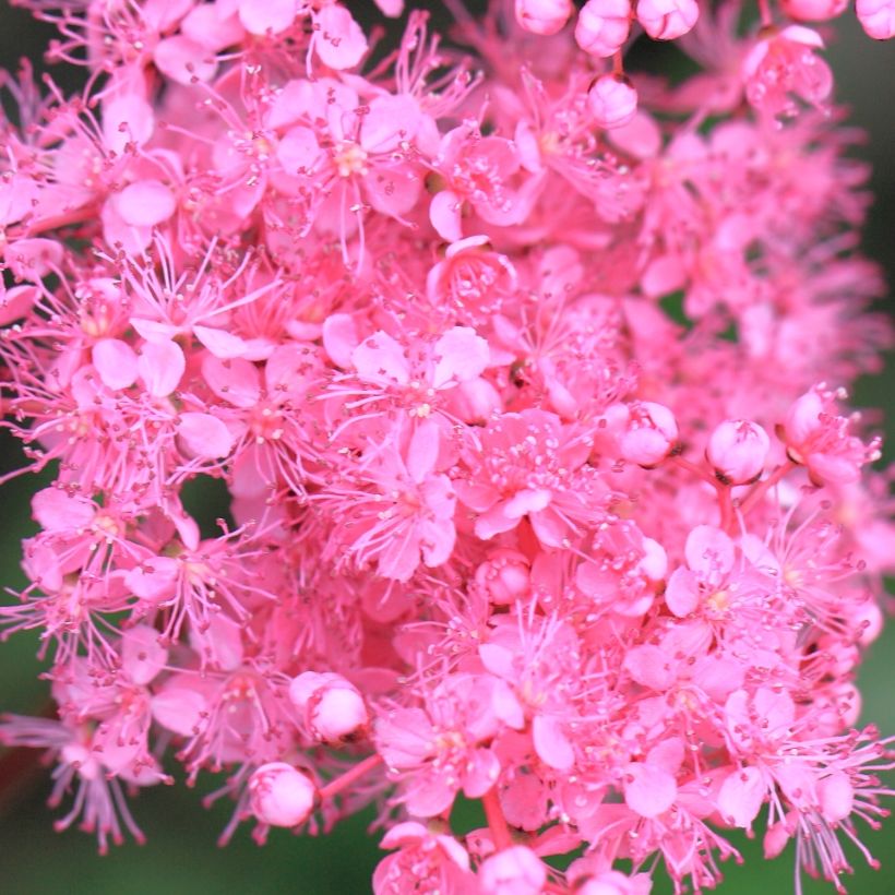 Mädesüß - Filipendula multijuga (Blüte)