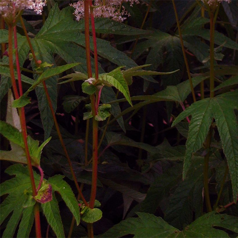 Palmblättriges Mädesüß - Filipendula palmata (Laub)