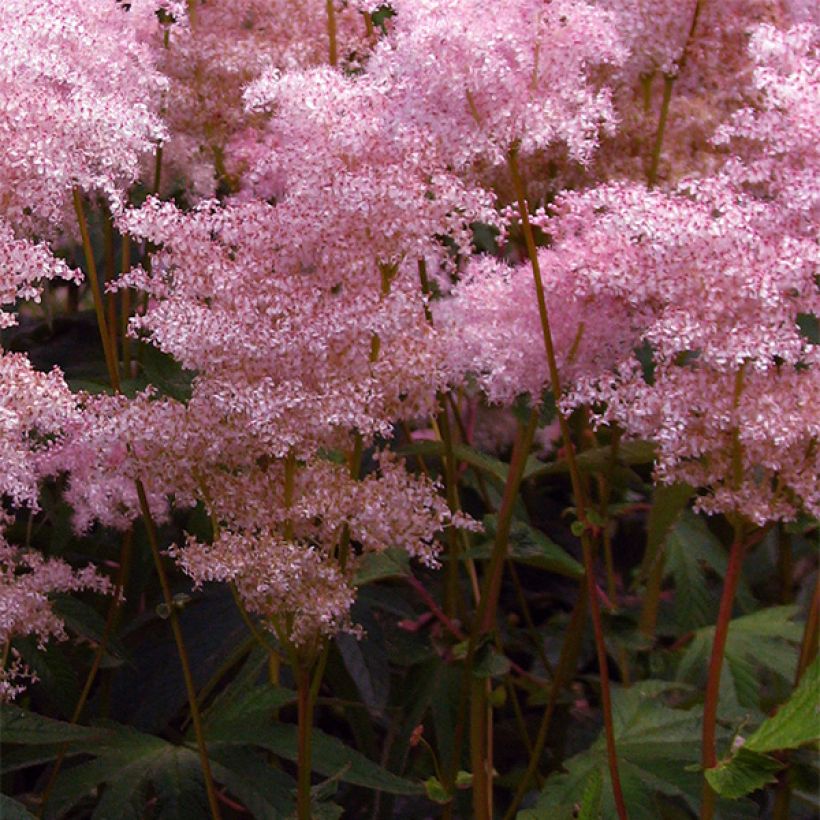 Palmblättriges Mädesüß - Filipendula palmata (Blüte)