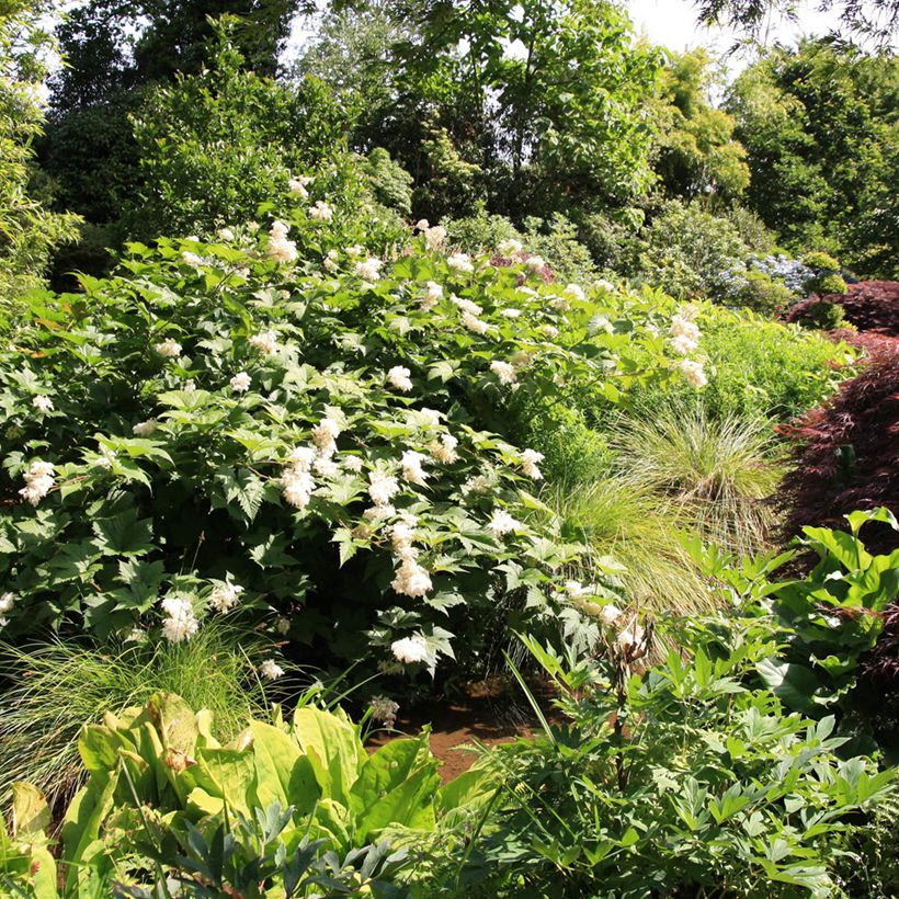 Palmblättriges Mädesüß - Filipendula palmata (Hafen)