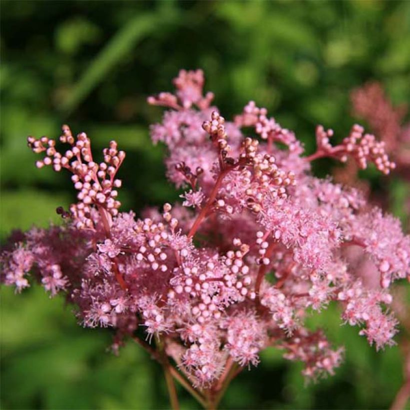 Palmblättriges Mädesüß Nana - Filipendula palmata (Blüte)