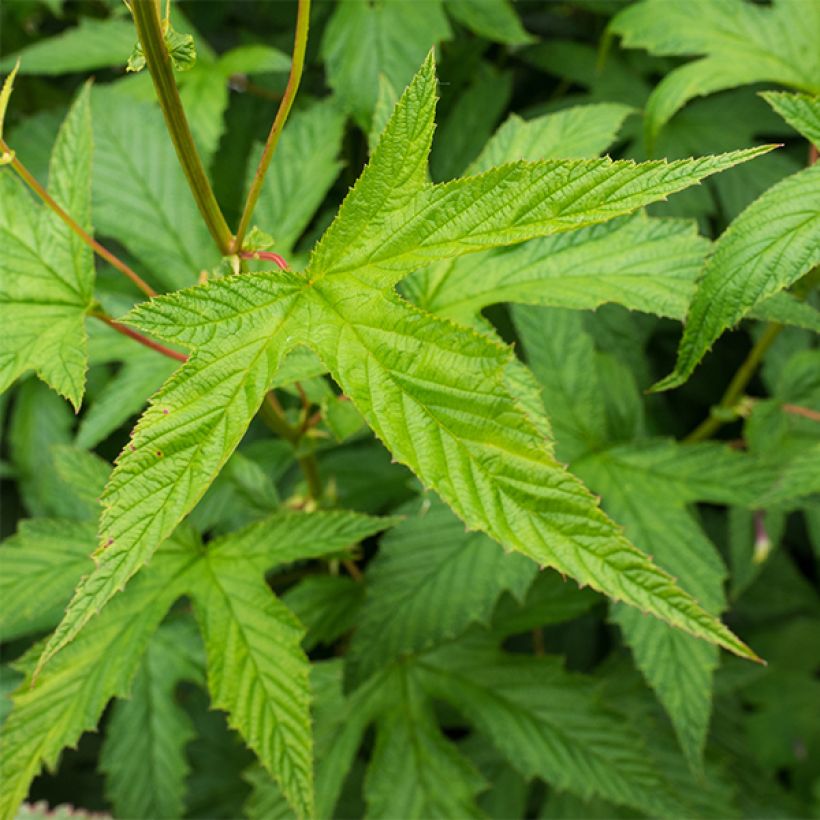 Rotblühendes Mädesüß Alba - Filipendula purpurea (Laub)