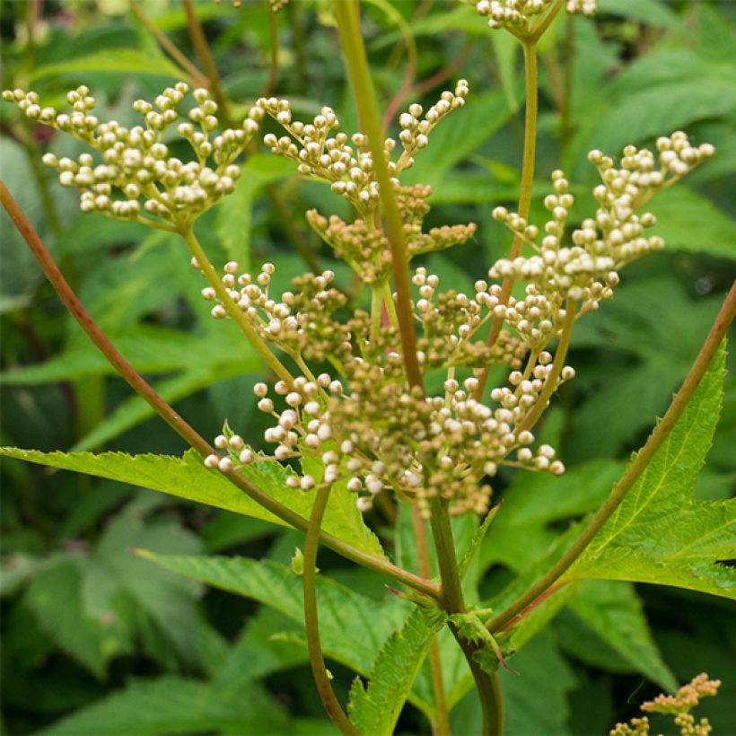 Rotblühendes Mädesüß Alba - Filipendula purpurea (Blüte)