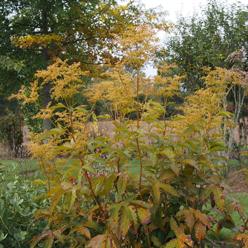 Rotblühendes Mädesüß Alba - Filipendula purpurea (Hafen)