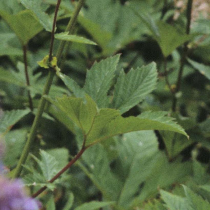 Rotblühendes Mädesüß Elegans - Filipendula purpurea (Laub)