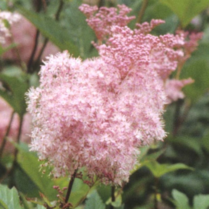 Rotblühendes Mädesüß Elegans - Filipendula purpurea (Blüte)