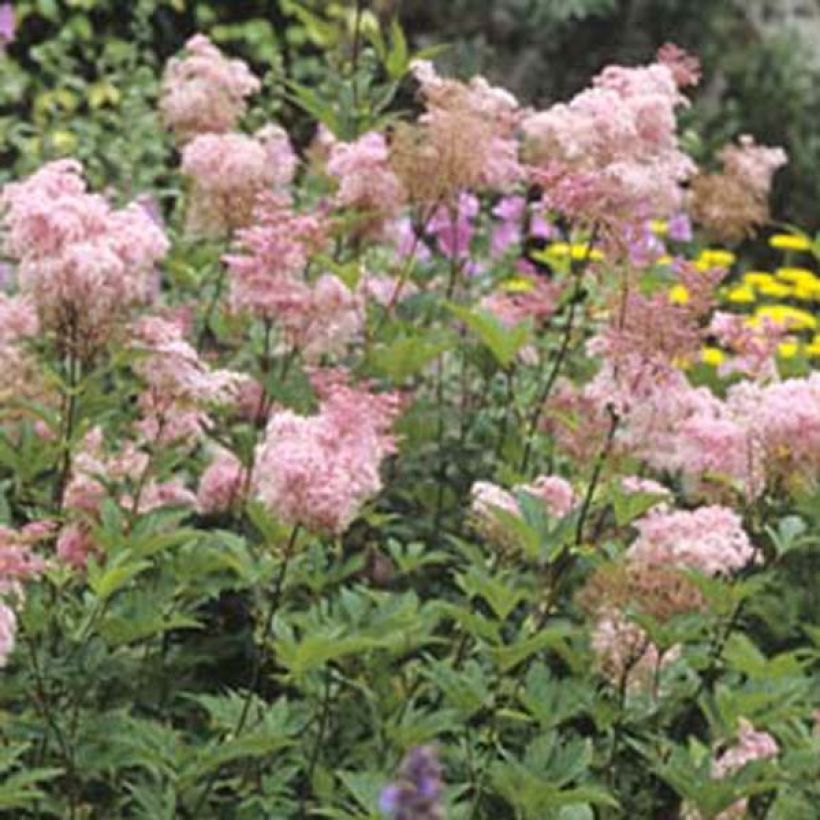 Rotblühendes Mädesüß Elegans - Filipendula purpurea (Hafen)