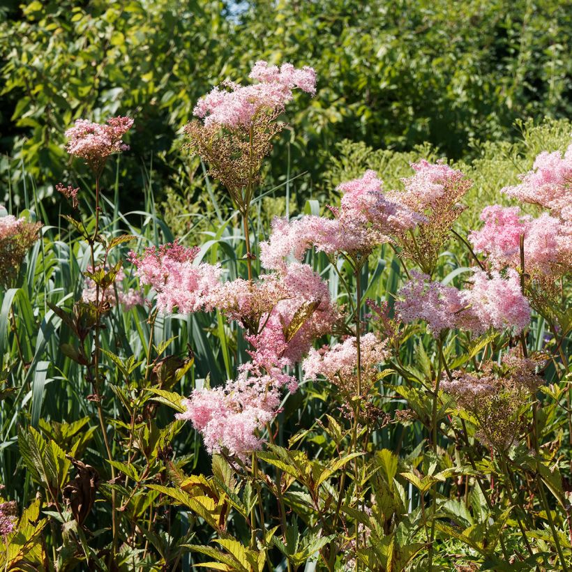 Mädesüß Venusta - Filipendula rubra (Hafen)