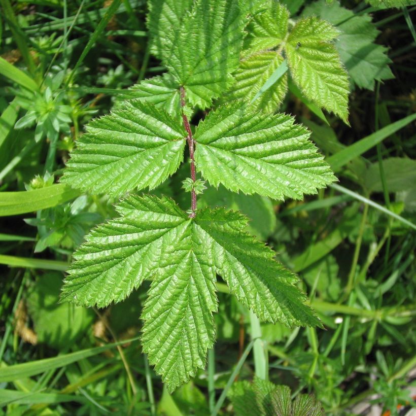 Echtes Mädesüß - Filipendula ulmaria (Laub)