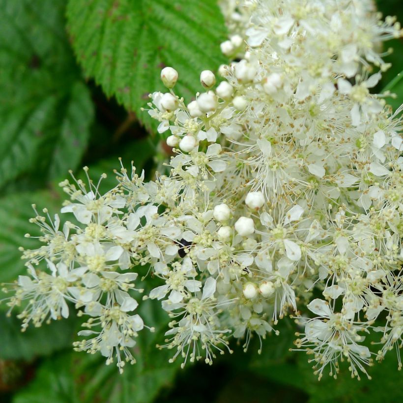 Echtes Mädesüß - Filipendula ulmaria (Blüte)