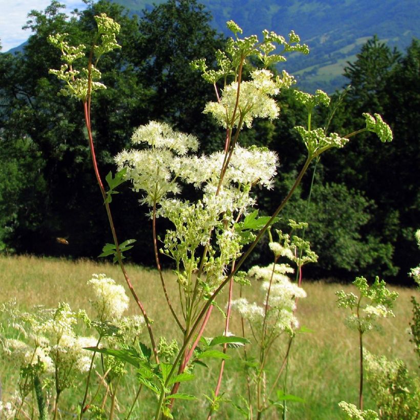 Echtes Mädesüß - Filipendula ulmaria (Hafen)