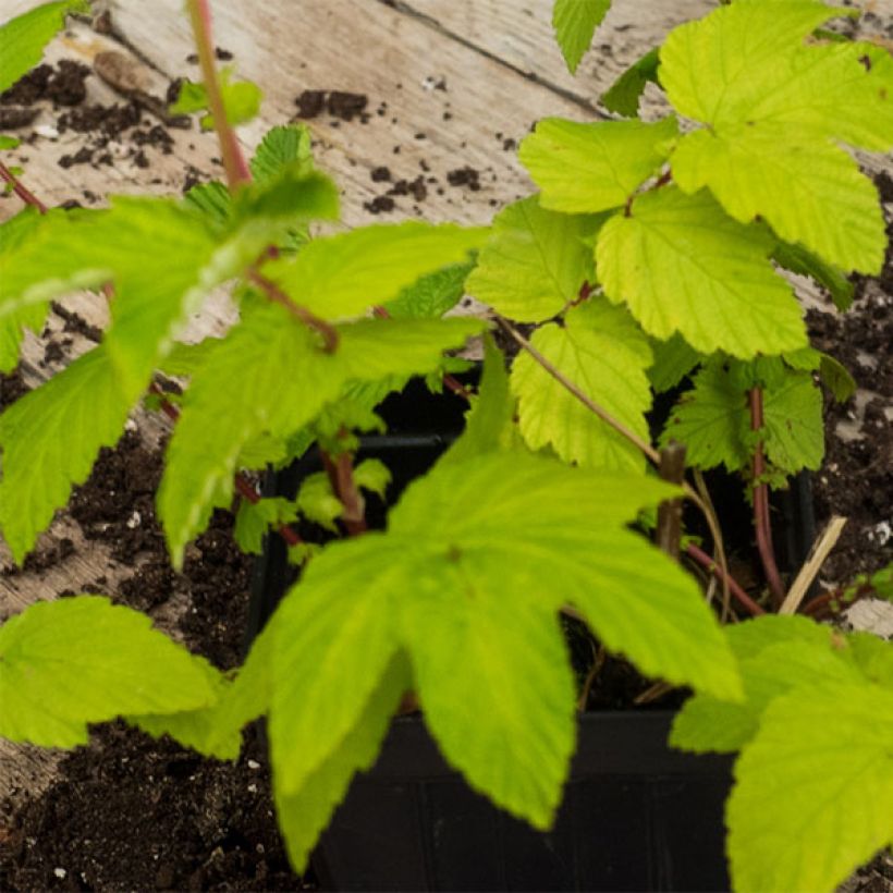 Echtes Mädesüß Aurea - Filipendula ulmaria (Laub)