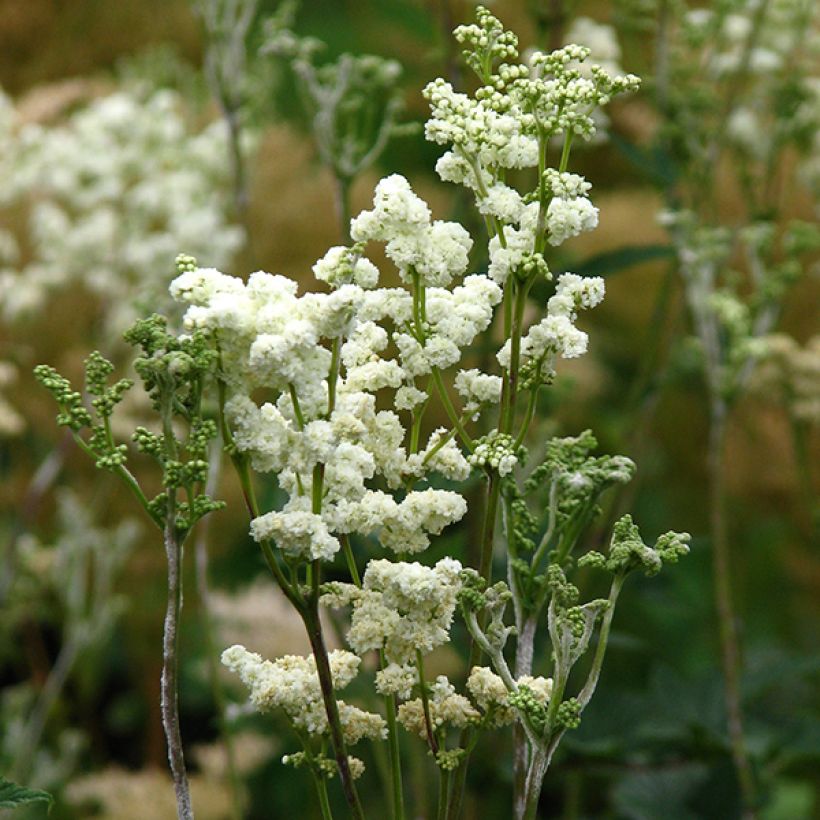 Echtes Mädesüß Plena - Filipendula ulmaria (Blüte)